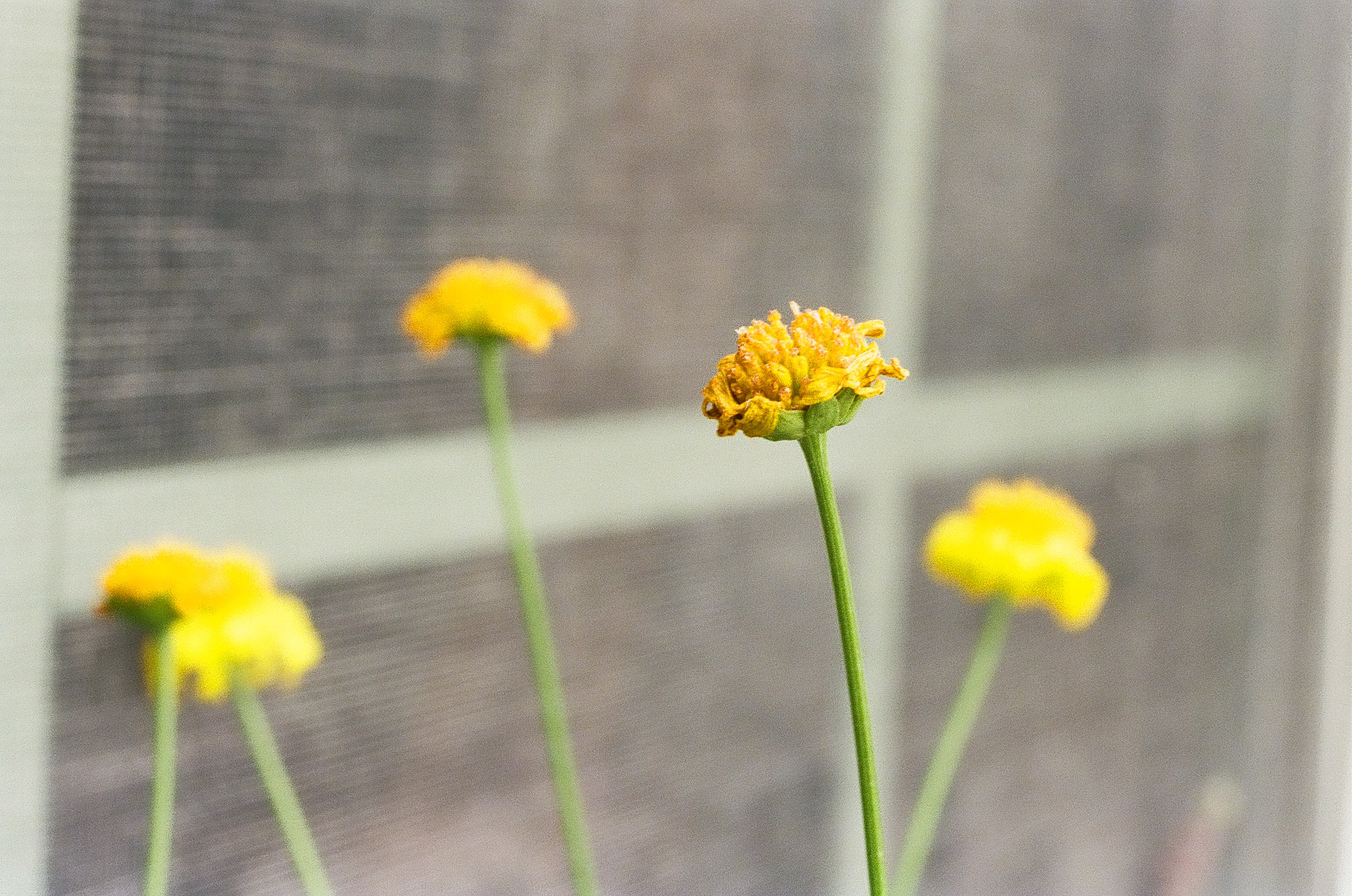 photograph closeup of six small flowers with only one in focus