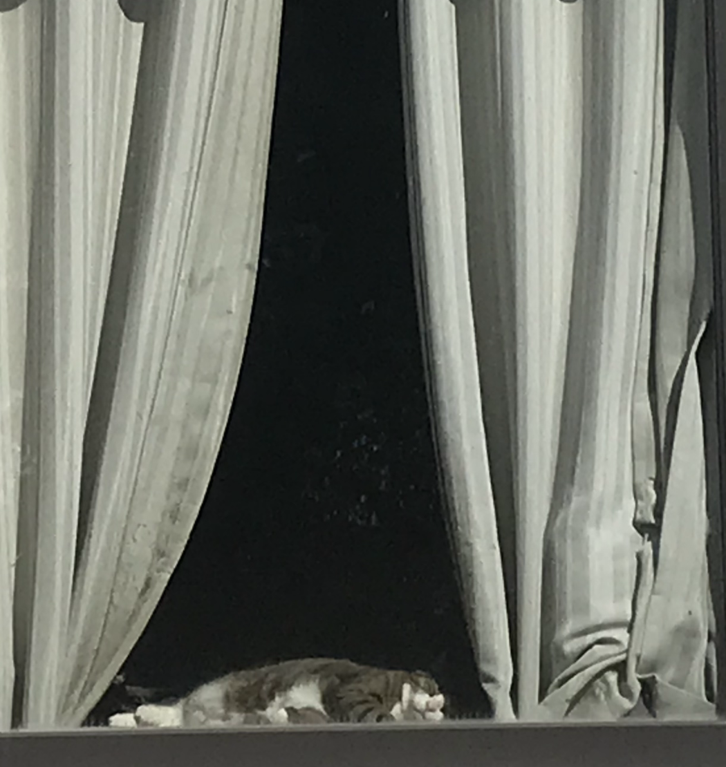 curtained window parted to reveal cat asleep on the inside sill