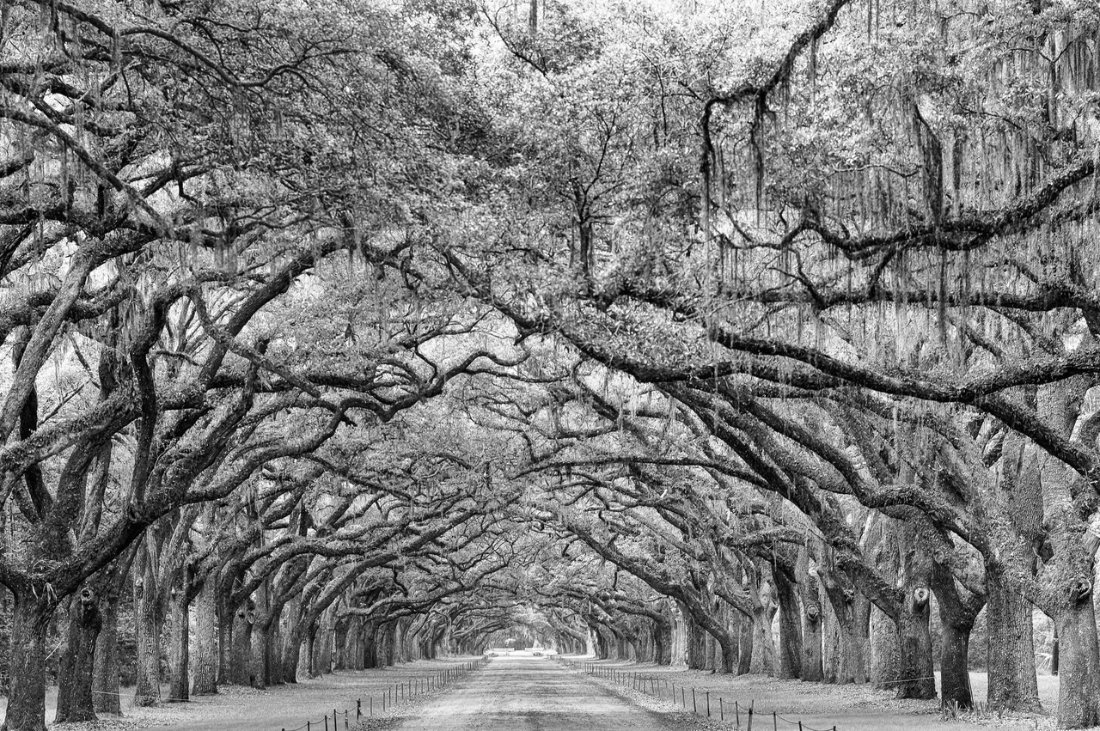 tunnel of arching trees with moss hanging down