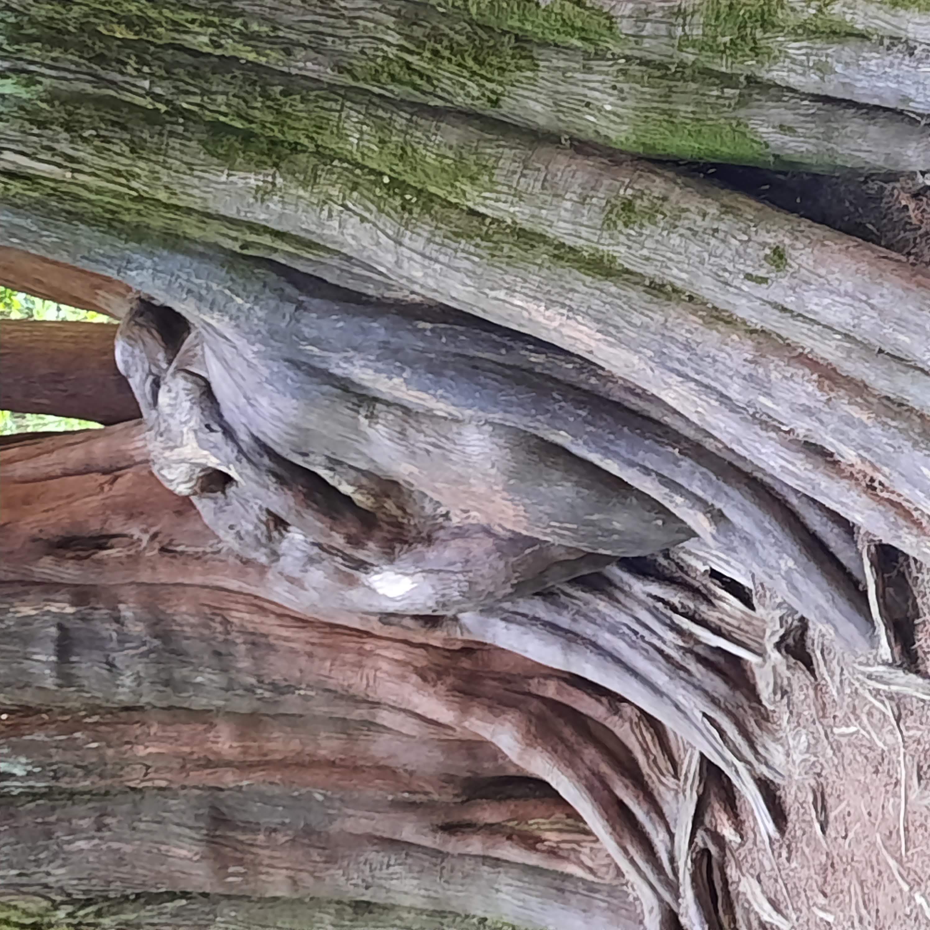 two smooth tree trunks that look like human bodies intertwined