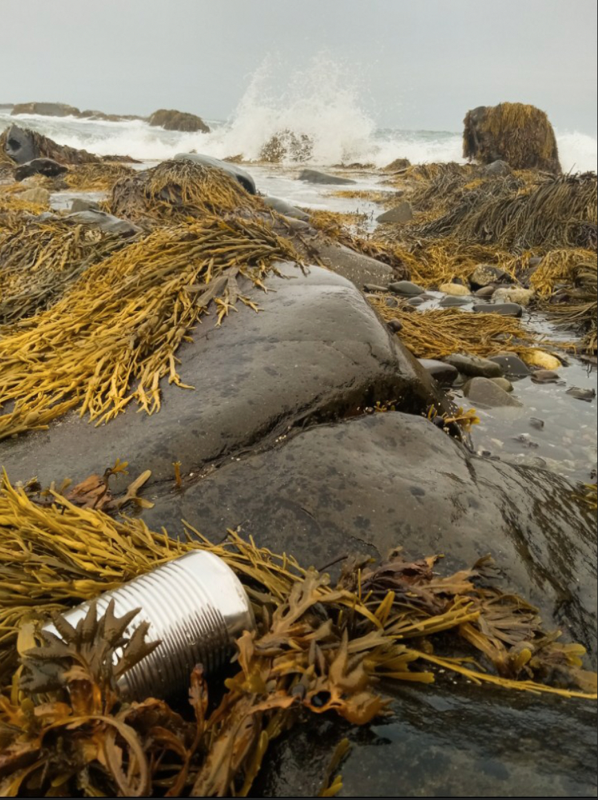 rocky shoreline with tin can and kelp in foreground and waves in distance