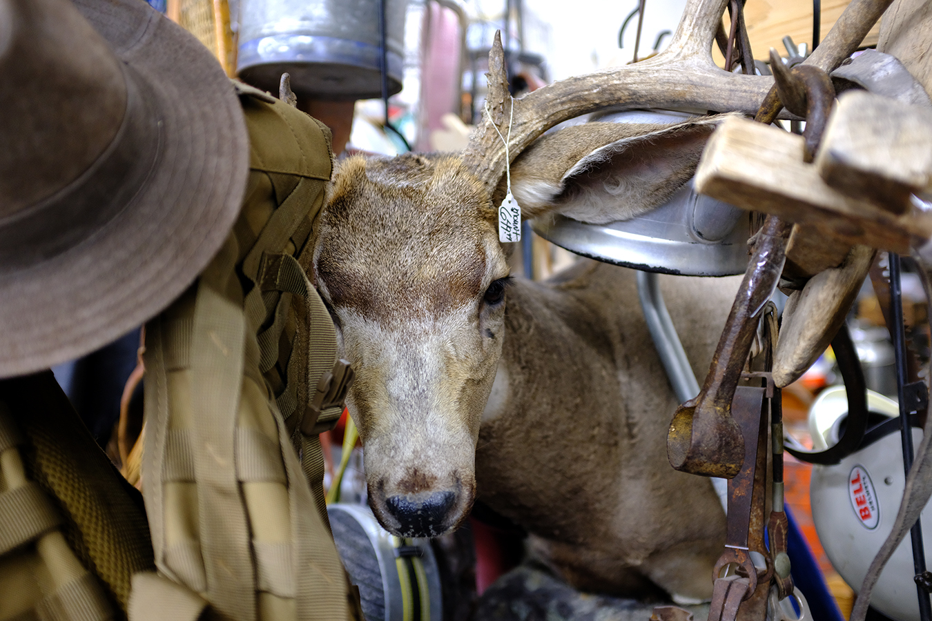 antique shop stuffed with all kinds of things plus a stuffed deer looking out