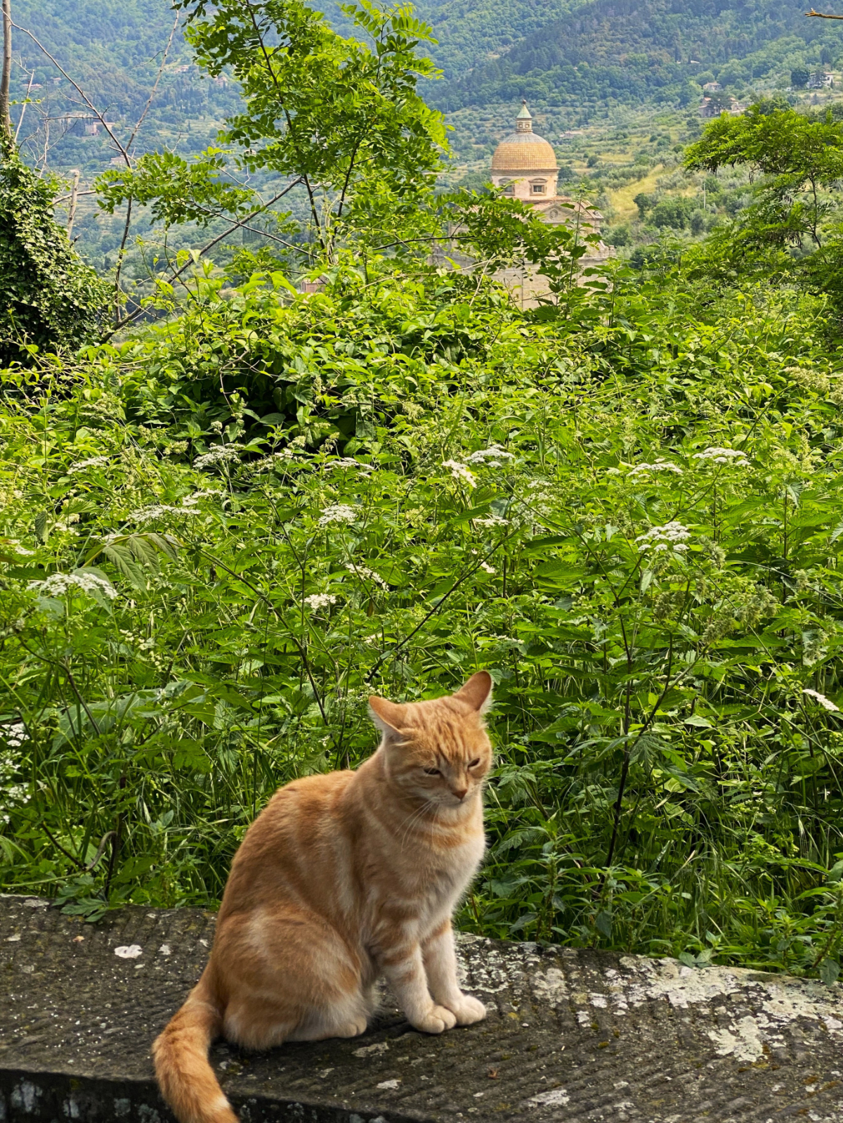 photo of cat on stone bench with lush foliage in background and tip of a religious building showing