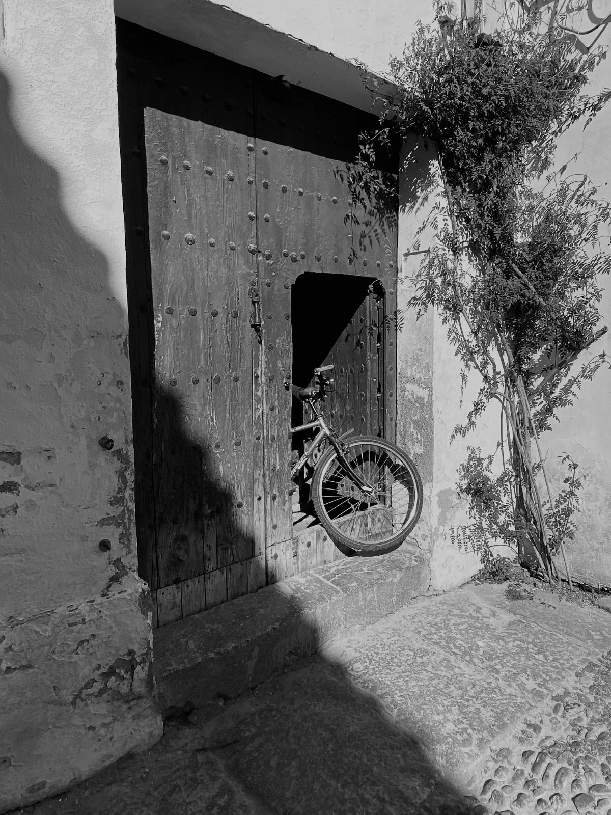 photo of front wheel and handlebars of bicycle through an open door with tree next to it on right and triangular shadow at left