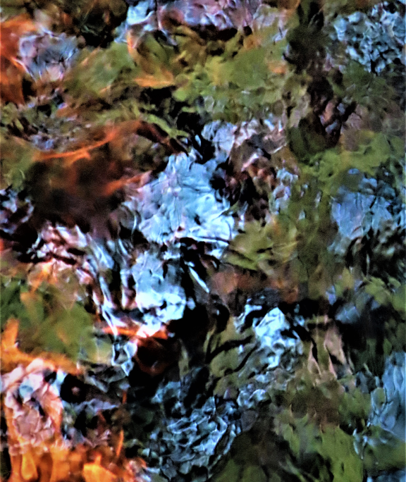 abstract photo of leaves in water