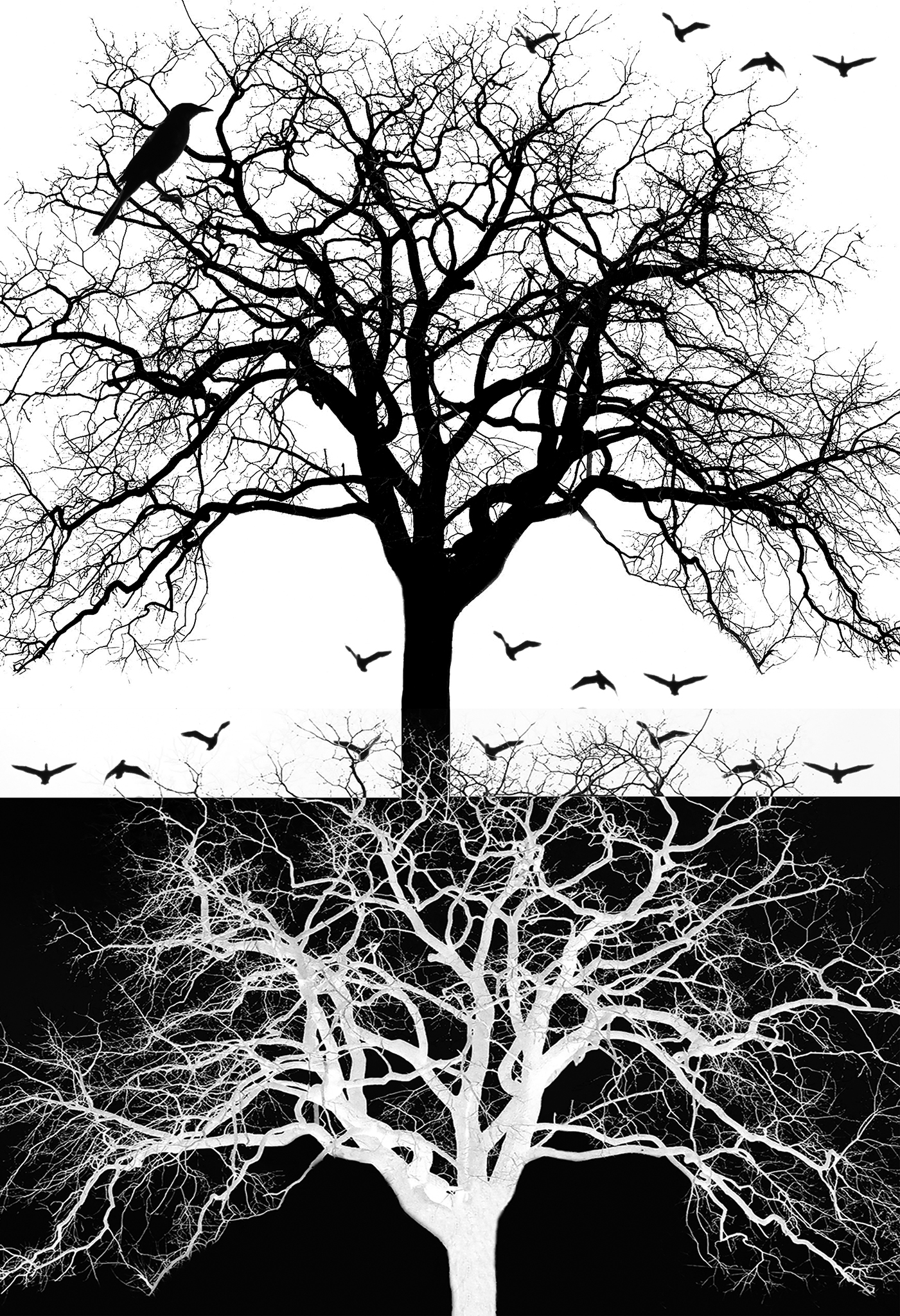 vertical image of crow in a tree with others flying around in the top half 
        			of the picture and the same image inverted in bottom half